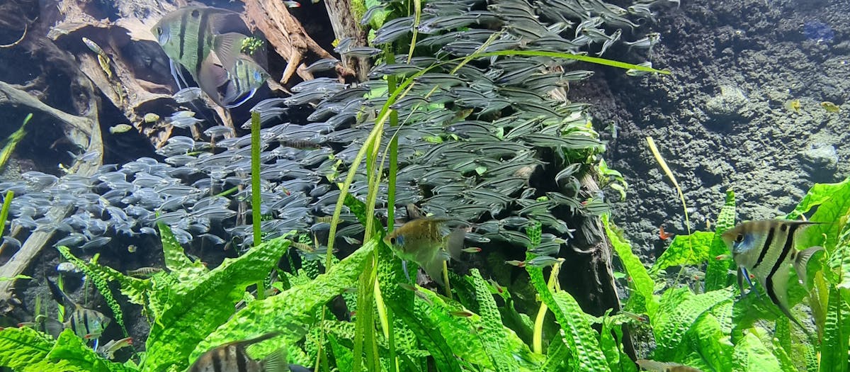 Aquatic plants growing among driftwood in a freshwater planted aquarium — the easy plant family this guide covers.