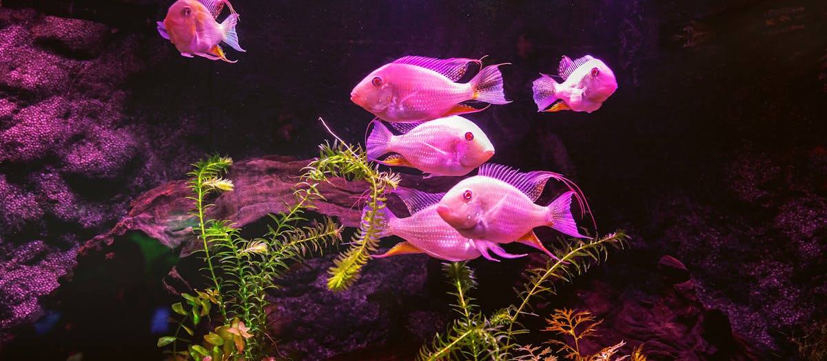 Aquatic plants and small fish in a planted aquarium under warm lighting.