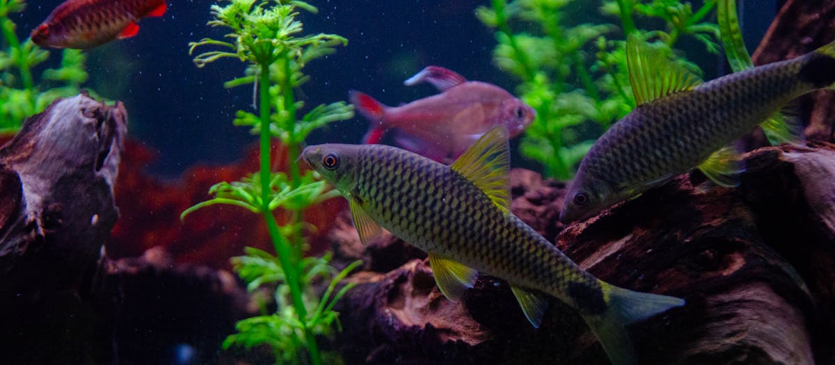 A planted aquarium with lush plants and tropical fish — the kind of mid-tech setup most starter kits aim at.
