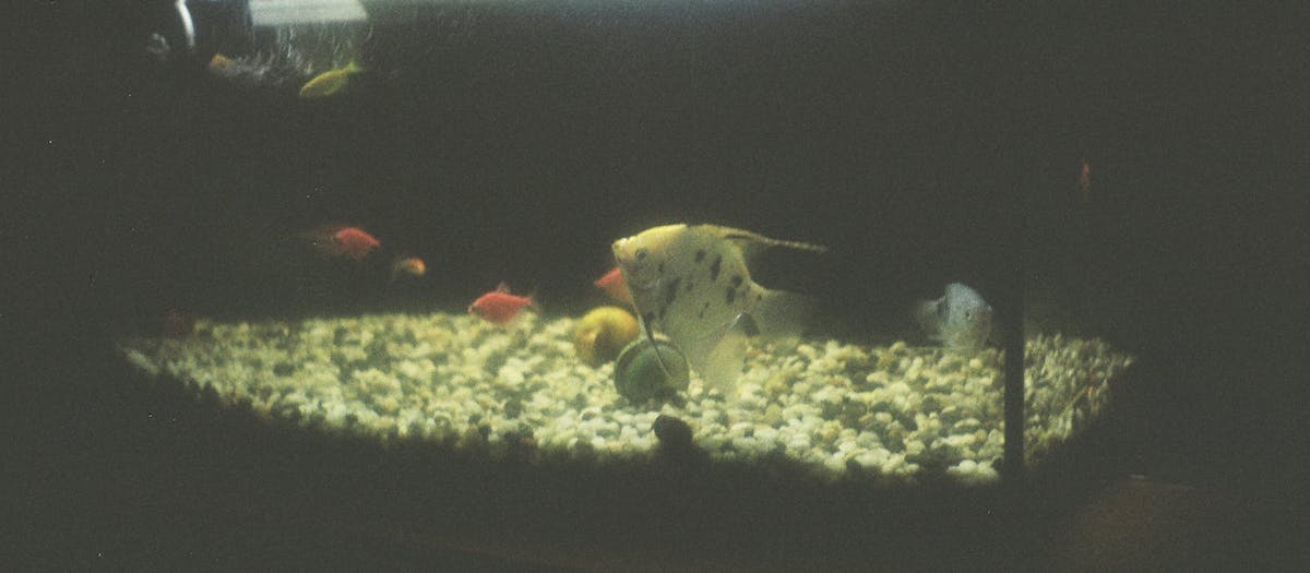 A planted aquarium under aquarium LED lighting — the kind of spectrum that grows aquatic plants.