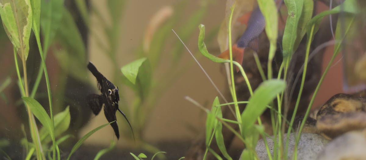 A freshwater planted aquarium with green plants and an angelfish — the kind of calm setup a first-time keeper is aiming at.